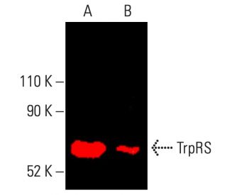 TrpRS Antibody (C-7) - Western Blotting - Image 401778 