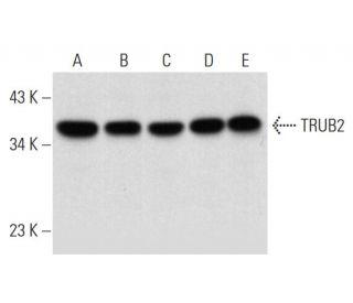 TRUB2 Antibody (E-6) - Western Blotting - Image 324781 