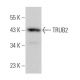 TRUB2 Antibody (E-6) - Western Blotting - Image 375966