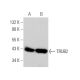 TRUB2 Antibody (E-6) - Western Blotting - Image 375969 