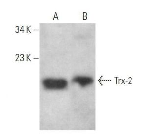 Trx-2 Antibody (B-3) - Western Blotting - Image 359164 