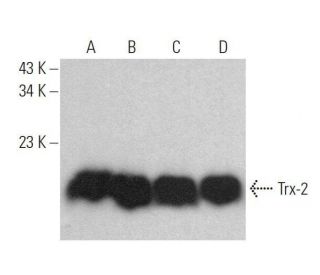 Trx-2 Antibody (B-8) - Western Blotting - Image 359168 