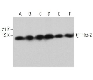 western blotting image from recommended Trx-2 (F-10) monoclonal antibody replacement. Image 362359