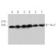 western blotting image from recommended Trx-2 (F-10) monoclonal antibody replacement. Image 362359