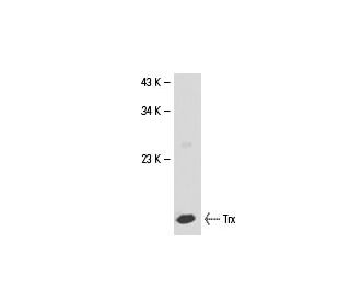 Trx Antibody (1H6H6) - Western Blotting - Image 18176