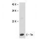 Trx Antibody (1H6H6) - Western Blotting - Image 18176