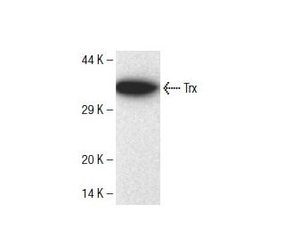 Trx Antibody (2) - Western Blotting - Image 136732