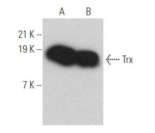 Trx Antibody (D-4) - Western Blotting - Image 361105 