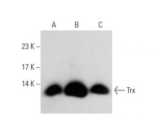 western blotting image from recommended Trx (A-5) monoclonal antibody replacement. Image 72969
