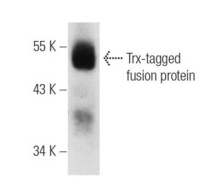 Trx Antibody (Trx1) - Western Blotting - Image 3940