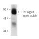 Trx Antibody (Trx1) - Western Blotting - Image 3940
