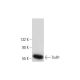 TrxR1 Antibody (A-9) - Western Blotting - Image 147523