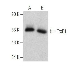 TrxR1 Antibody (A-9) - Western Blotting - Image 356313 