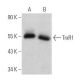 TrxR1 Antibody (A-9) - Western Blotting - Image 356313 