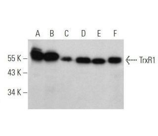 TrxR1 Antibody (B-2) - Western Blotting - Image 356312 