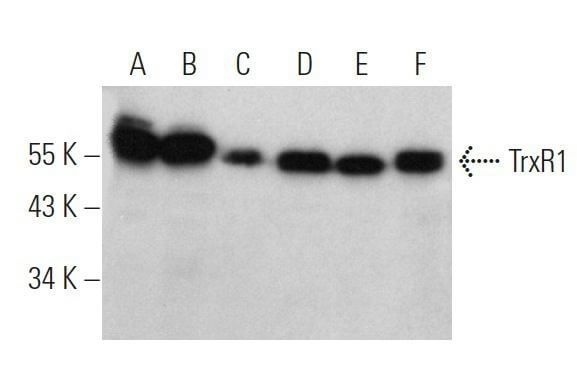 TrxR1抗体 (B-2) | SCBT - Santa Cruz Biotechnology