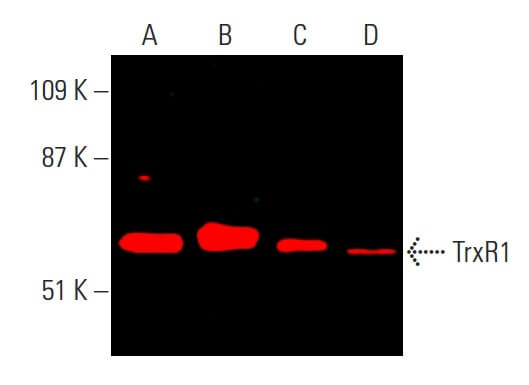 Anti-TrxR1 Antibody (B-2) | SCBT - Santa Cruz Biotechnology