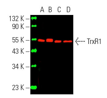 Anti-TrxR1 Antibody (B-2) | SCBT - Santa Cruz Biotechnology