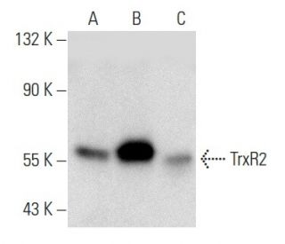 TrxR2 Antibody (B-10) - Western Blotting - Image 357353 