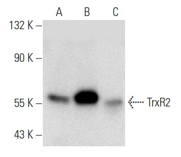 THP 1ml リキッド CBP CBD CDT THXE #420（H4CBH H4CBDリキッド