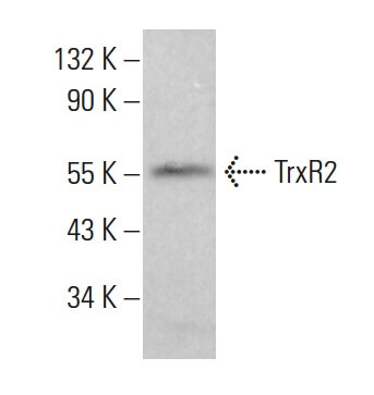 THP 1ml リキッド CBP CBD CDT THXE #420（H4CBH H4CBDリキッド