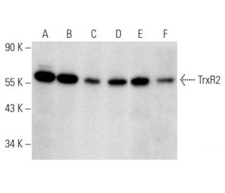 TrxR2 Antibody (D-12) - Western Blotting - Image 357352 