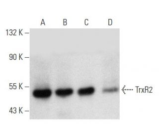 TrxR2 Antibody (F-5) - Western Blotting - Image 357349 
