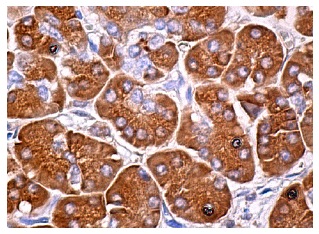 確認用… Trypsin Antibody (D-1) | SCBT - Santa Cruz Biotechnology