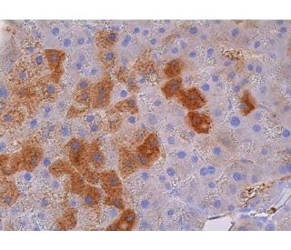 trypsin-antibody-d-1-