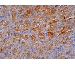 Trypsin Antibody (D-1) | SCBT - Santa Cruz Biotechnology