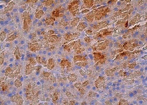 Trypsin Antibody (D-1) | SCBT - Santa Cruz Biotechnology