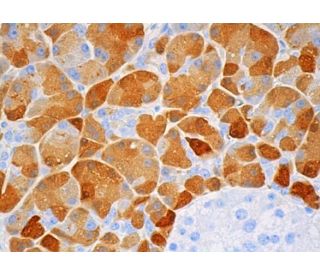 Trypsin Antibody (D-1) | SCBT - Santa Cruz Biotechnology