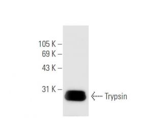 Trypsin Antibody (D-1) - Western Blotting - Image 56449 