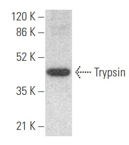 trypsin-antibody-d-1-western-
