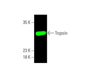 Trypsin Antibody (D-1) - Western Blotting - Image 381623 