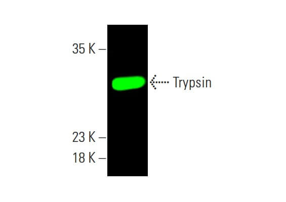 trypsin-antibody-d-1-western-
