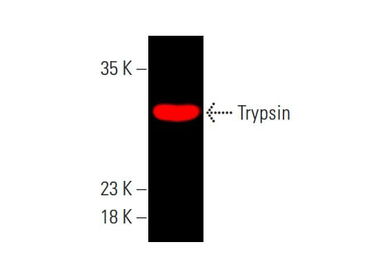 trypsin-antibody-d-1-western-