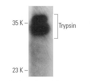 Trypsin Antibody (D-1) | SCBT - Santa Cruz Biotechnology