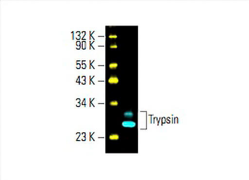Trypsin Antibody (D-1) | SCBT - Santa Cruz Biotechnology