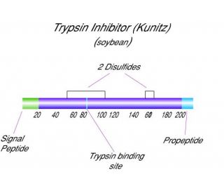 Trypsin Inhibitor, soybean (CAS 9035-81-8) - chemical structure image