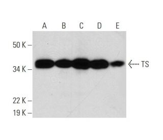 TS Antibody (C-5) - Western Blotting - Image 291010 