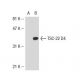 TSC-22 D4 Antibody (JJ-2) - Western Blotting - Image 32426