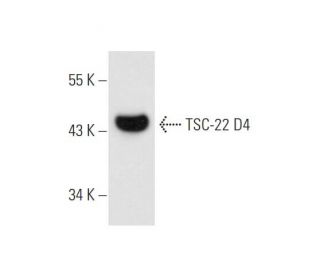TSC-22 D4 Antibody (JJ-2) - Western Blotting - Image 66404 