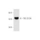 TSC-22 D4 Antibody (JJ-2) - Western Blotting - Image 66404 