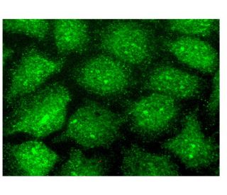 TSEN54 Antibody (A-9) - Immunofluorescence - Image 302507 