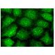 TSEN54 Antibody (A-9) - Immunofluorescence - Image 302507 
