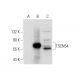 TSEN54 Antibody (A-9) - Western Blotting - Image 303810 