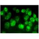TSEN54 Antibody (C-1) - Immunofluorescence - Image 295272 