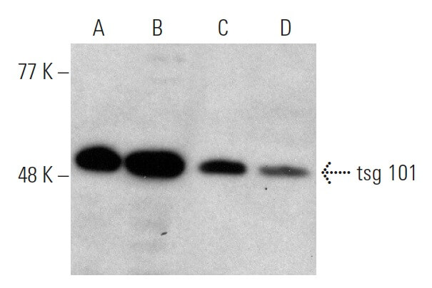 tsg 101 Antibody (C-2) | SCBT - Santa Cruz Biotechnology