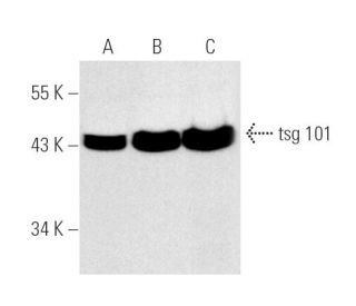 western blotting image from recommended tsg 101 (C-2) monoclonal antibody replacement. Image 463